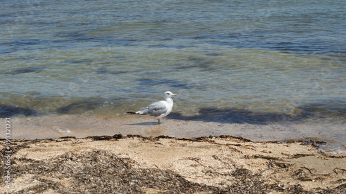 A seagull walking in shallow water near the sea shore