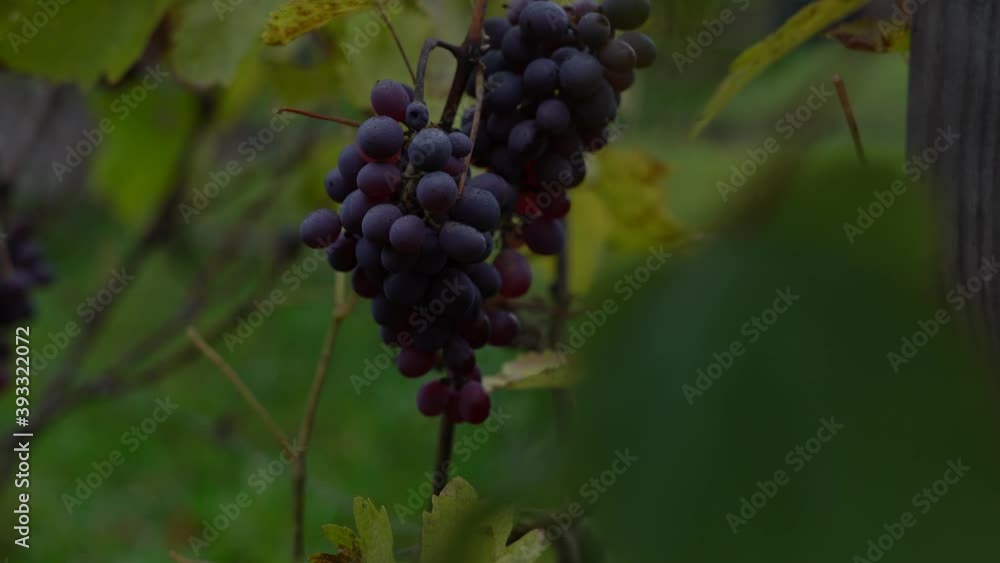 A bunch of dark grapes hanging in the evening in a home vineyard A bunch of dark grapes hanging in the evening in a home vineyard