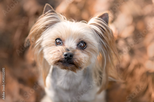 Close up portrait of cute yorkshire terrier dog at autumnal nature