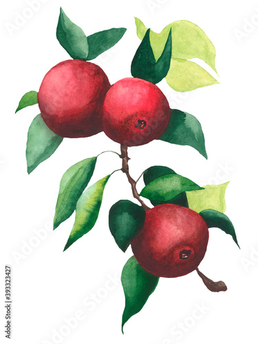 Watercolor illustrations with red apples isolated on the white background