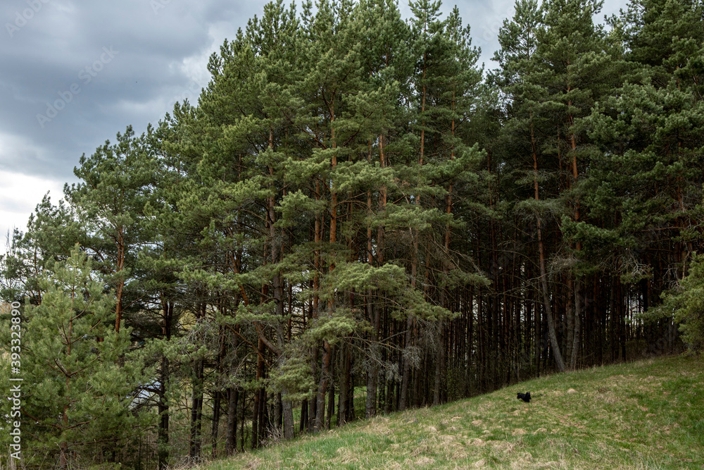 Obraz premium Beautiful serene landscape with grass and green trees