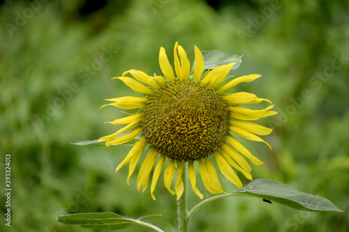 The anther of the sunflower is beautiful