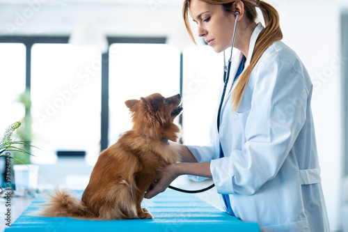 Fototapeta Naklejka Na Ścianę i Meble -  Beautiful young veterinarian woman using stethoscope to listening to the heartbeat of cute lovely pomeranian dog at veterinary clinic.