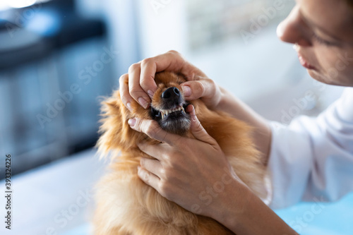 Beautiful young veterinarian woman examining teeth of cute lovely pomeranian dog at veterinary clinic.