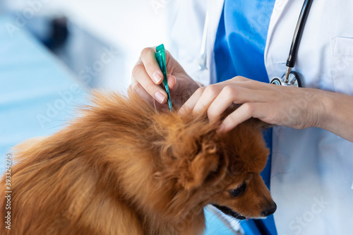 Beautiful young veterinarian woman examining cute lovely pomeranian dog while putting a flea pipette at veterinary clinic. photo