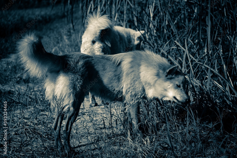 Fototapeta premium wolf in the snow