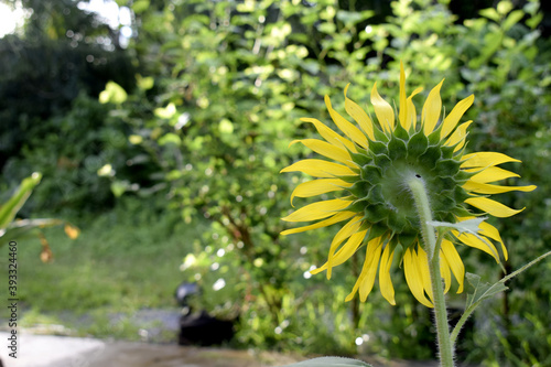The sunflower view from the back