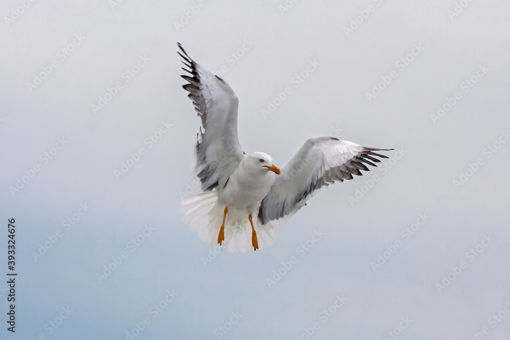 Flying seagull. Lesser Black-backed Gull (Larus fuscus).
