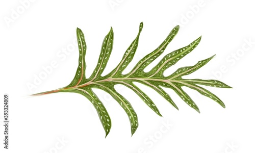 
Illustration of Microsorum Scolopendria, Phymatosorus Scolopendria, Monarch Fern or Musk Fern.
