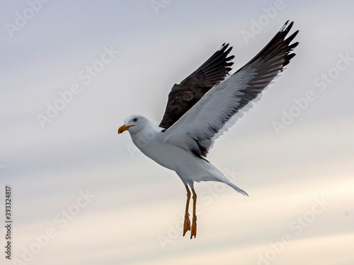 Flying seagull. Lesser Black-backed Gull  Larus fuscus . 