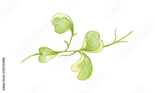 Illustration of Hoya Kerrii Craib or Heart Leaf Hoya on White Background.
