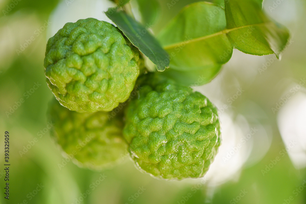 Fresh bergamot fruit on tree nature background, Kaffir Lime, Citrus bergamia with leaf on wooden table / bergamot citrus fruit essential oil concept. Fresh bergamot fruit on tree nature background, Kaffir Lime, Citrus bergamia with leaf on wooden table / bergamot citrus fruit essential oil concept.