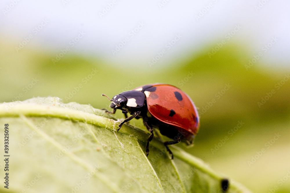 The ladybug crawls on a leaf