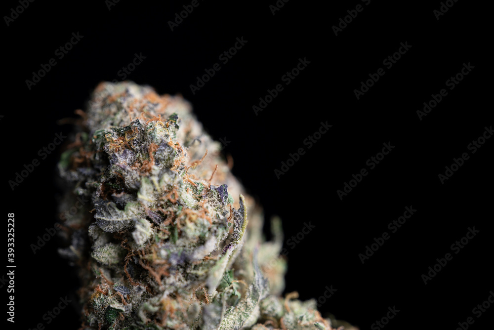 Cannabis Bud Orange Cream strain close up Cannabis Bud Orange Cream strain close up