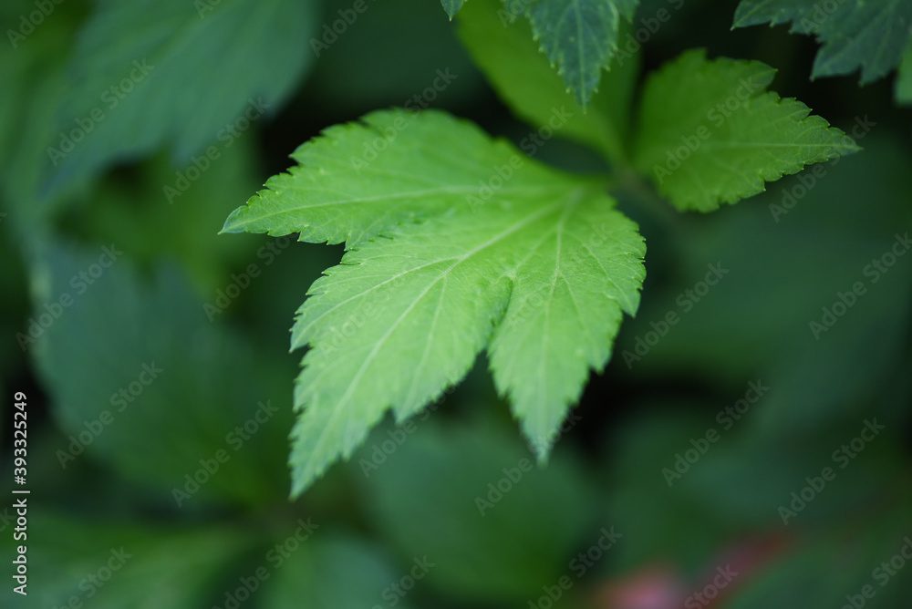 Artemisia lactiflora White mugwort leaves green for herb vegetable food nature in the garden Artemisia lactiflora White mugwort leaves green for herb vegetable food nature in the garden