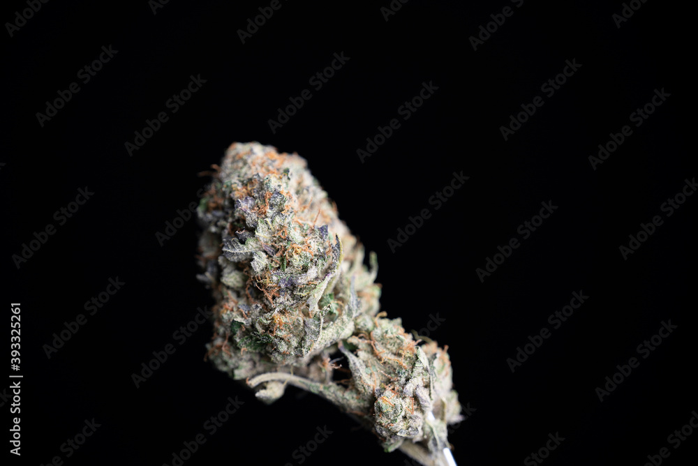Cannabis Bud Orange Cream strain tight bud Cannabis Bud Orange Cream strain tight bud