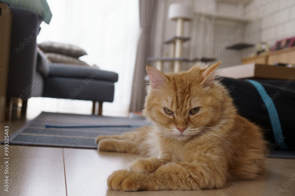 フローリングでくつろぐ猫(マンチカン) フローリングでくつろぐ猫(マンチカン)