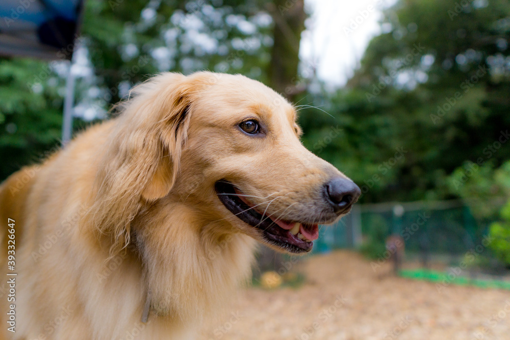 ゴールデンレトリバー 大型犬 golden retriver