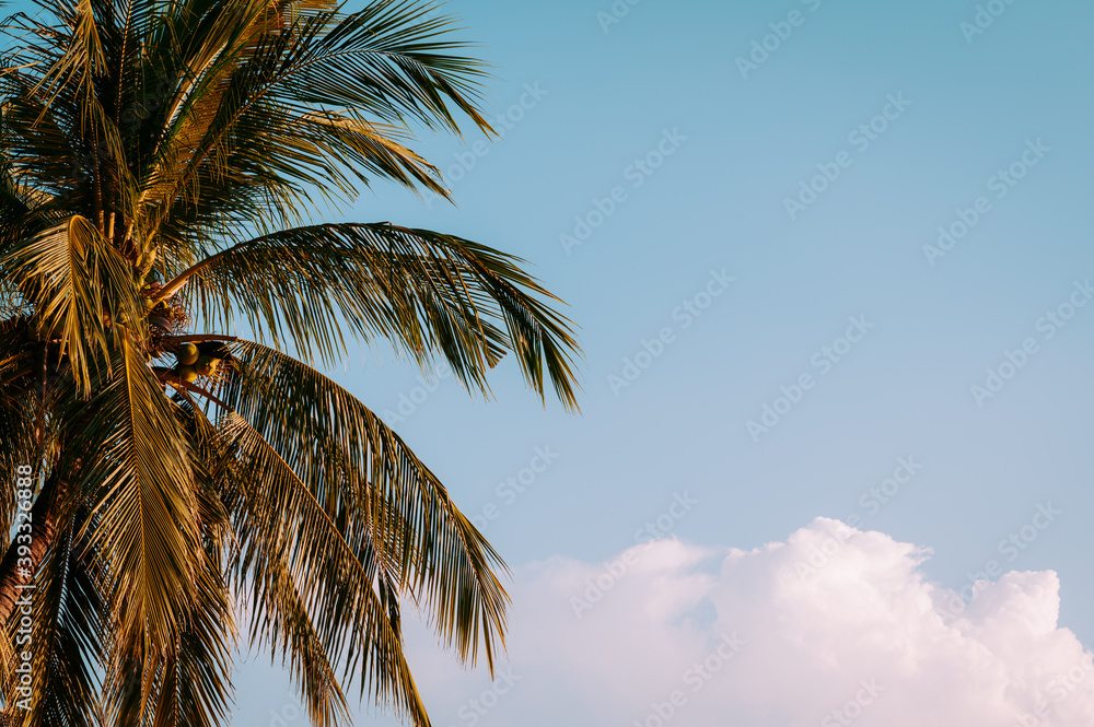 Fototapeta premium palm tree in the sky
