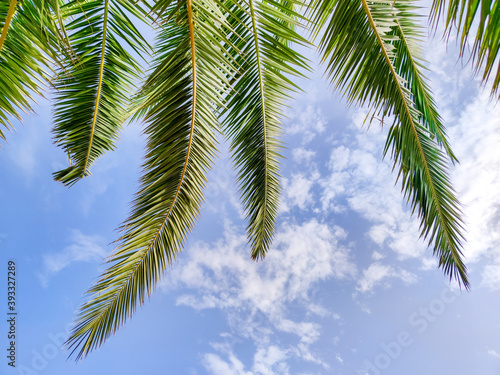 Green palm leaves on background a blue sky, close up. © Anna Sitnik