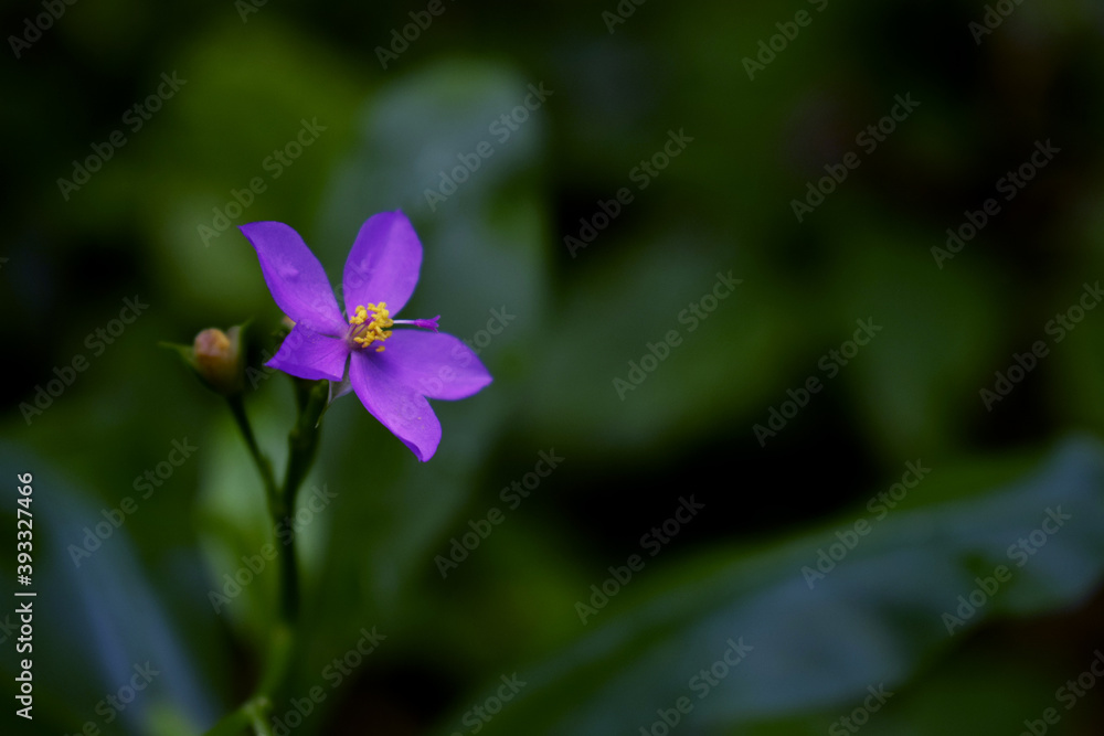 Purple flowers with green background