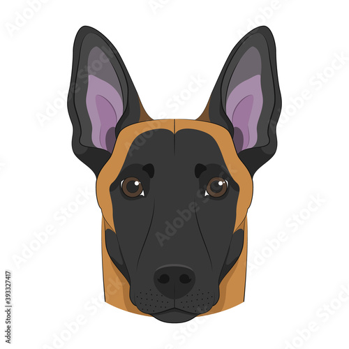 Belgian Sheperd Malinois dog isolated on white background vector illustration