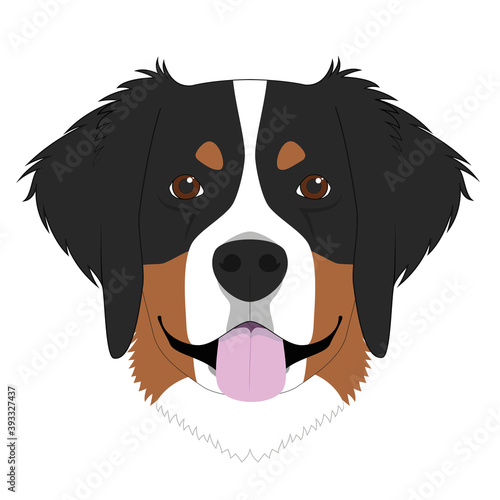 Bernese Mountain Dog isolated on white background vector illustration