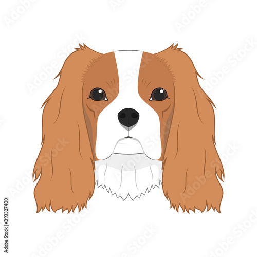 Cavalier King Charles Spaniel dog isolated on white background vector illustration