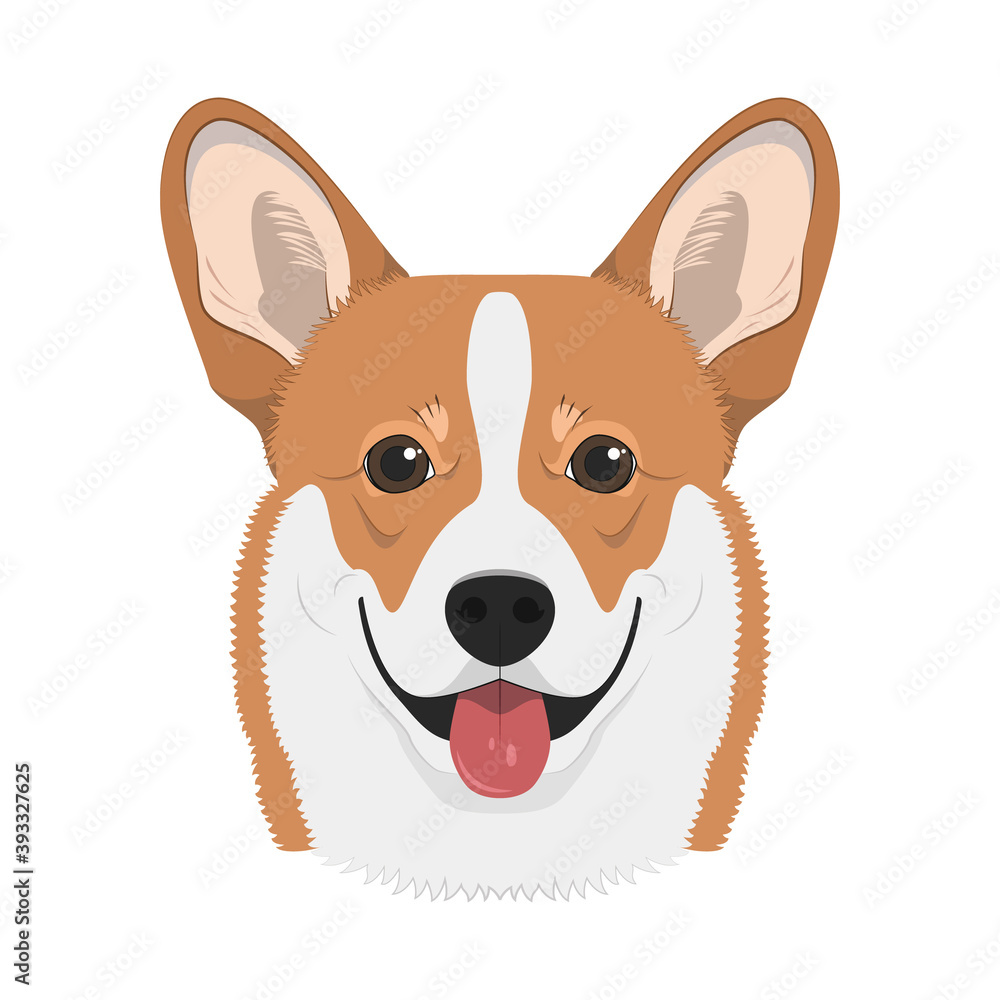 Pembroke Welsh Corgi dog isolated on white background vector illustration