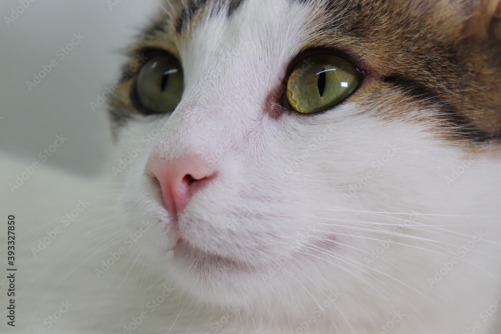 cat facial expression, close up, isolated on white background cat facial expression, close up, isolated on white background