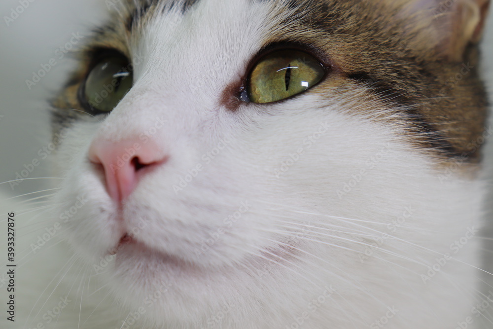cat facial expression, close up, isolated on white background cat facial expression, close up, isolated on white background