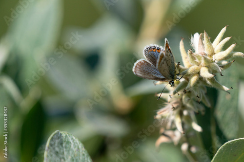 The common blue butterfly (Polyommatus icarus)