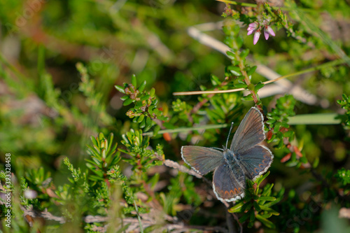 The common blue butterfly (Polyommatus icarus)