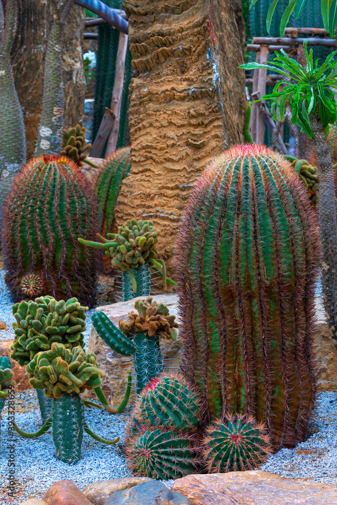 Fototapeta premium Green Cactus are red thorns