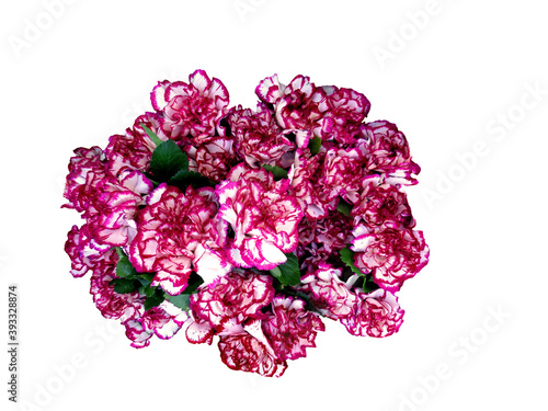Bouquet of pink carnations on white background