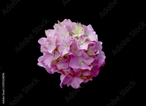 Pink hydrangea flower isolated on black background © Freesia