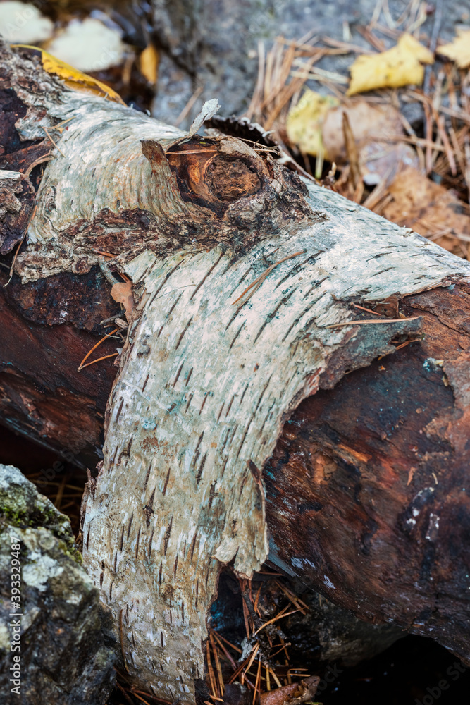 Tronco de un abedul en el arroyo de Sestil en la Sierra de Guadarrama. Madrid. España. Europa Tronco de un abedul en el arroyo de Sestil en la Sierra de Guadarrama. Madrid. España. Europa