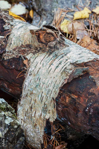 Wallpaper Mural Tronco de un abedul en el arroyo de Sestil en la Sierra de Guadarrama. Madrid. España. Europa Torontodigital.ca