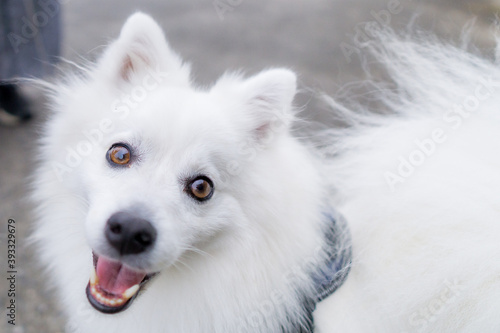 日本スピッツ 白い犬 spitz 小型犬 © Tadogami