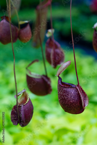 Nepenthes rafflesiana in Thailand. photo