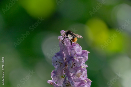 Bumblebee ( Apidae) © Johannes Jensås