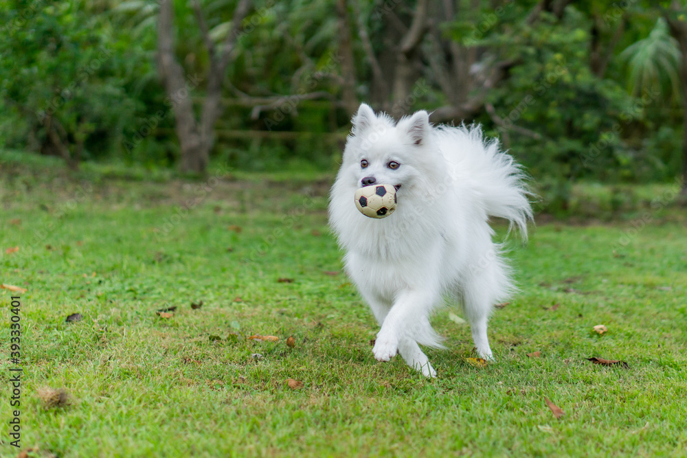 日本スピッツ 白い犬 spitz 小型犬