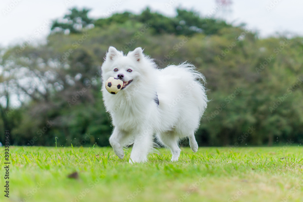 日本スピッツ 白い犬 Spitz 小型犬 Stock Photo Adobe Stock