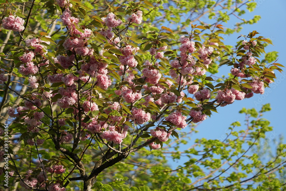 italia, flowers, plants, bokeh, spring, life, nature, vegetation italia, flowers, plants, bokeh, spring, life, nature, vegetation