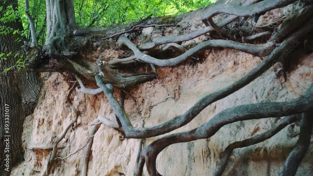 Medium shot of exposed tree roots in natural loess ravine. Amazing natural monument Medium shot of exposed tree roots in natural loess ravine. Amazing natural monument