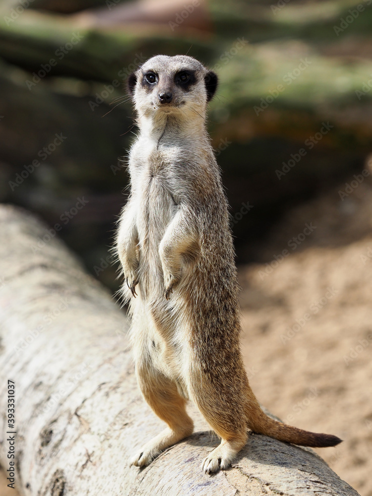 Fototapeta premium Cute Meerkat