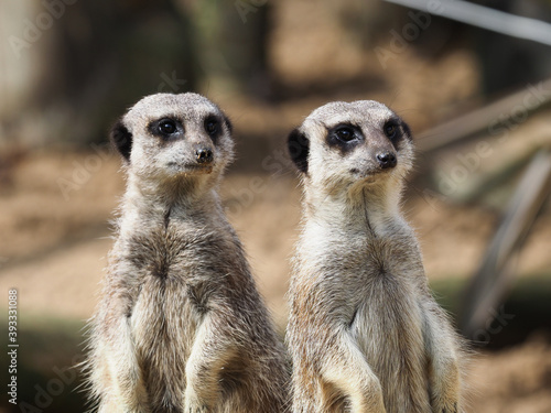 Two Cute Meerkats © Nigel Baker