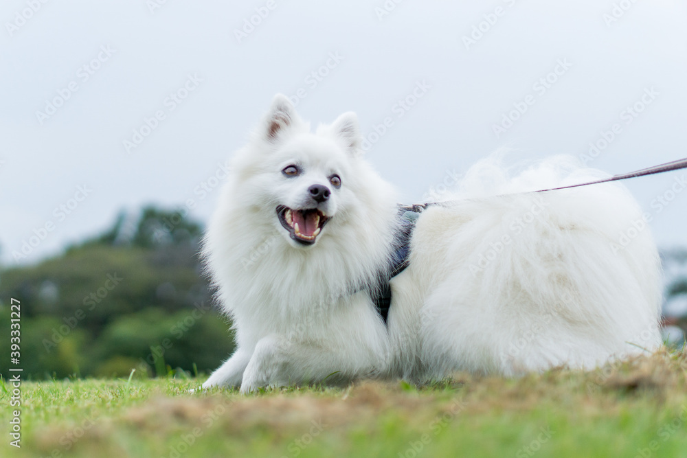 日本スピッツ 白い犬 spitz 小型犬
