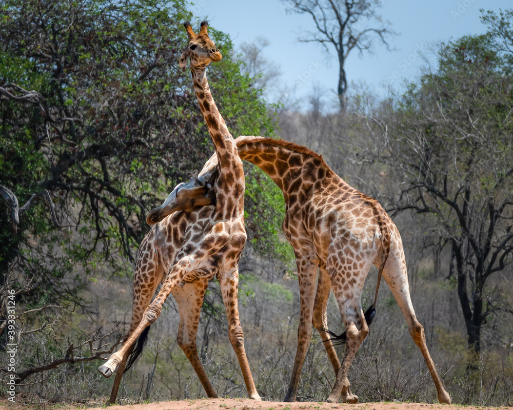 Two bull South African Giraffe engaging in a serious battle for mating rights through rough head butting Two bull South African Giraffe engaging in a serious battle for mating rights through rough head butting
