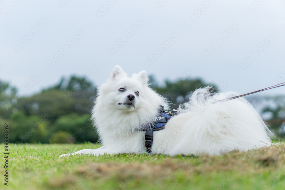 日本スピッツ 白い犬 spitz 小型犬 日本スピッツ 白い犬 spitz 小型犬